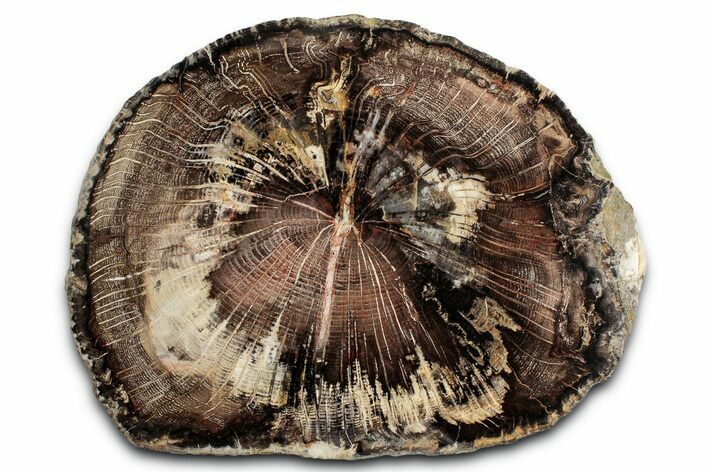 Polished Petrified Wood (Oak) End-Cut - Swartz Canyon, Oregon #346839
